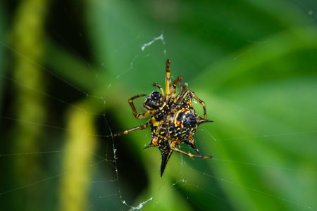 A macro shot of a yellow and black spider on its web.