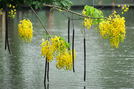 Cassia fistula or Golden Shower Tree or Shower Tree, Thailandの写真素材