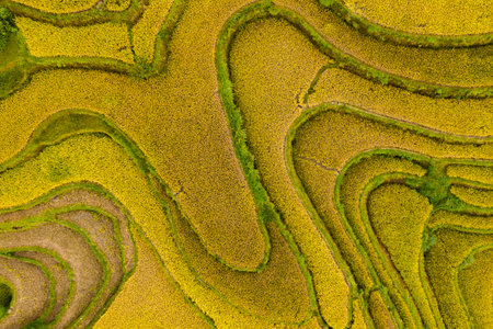 The majestic terraced fields in Ha Giang province, Vietnam. Rice fields ready to be harvested in...