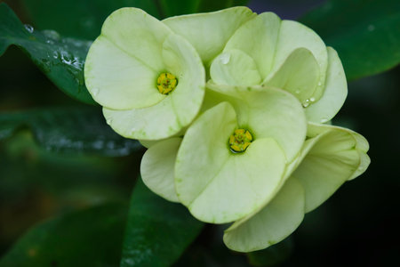 Beautiful flowers in Ho Chi Minh City Park, Vietnam