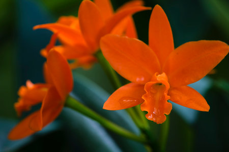 Orange orchids in the botanical garden,Thailand.の写真素材
