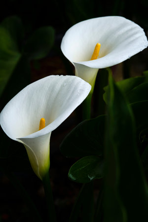 White calla lily in the garden. Selective focus.の写真素材