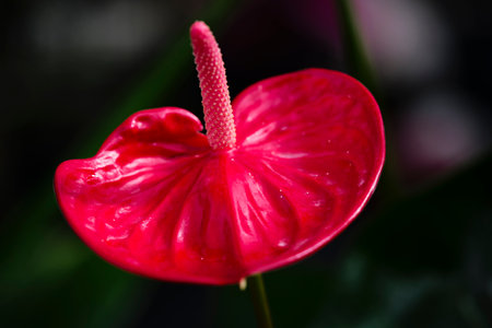 Anthurium, anthurium, flamingo flower, flamingo flowerの写真素材