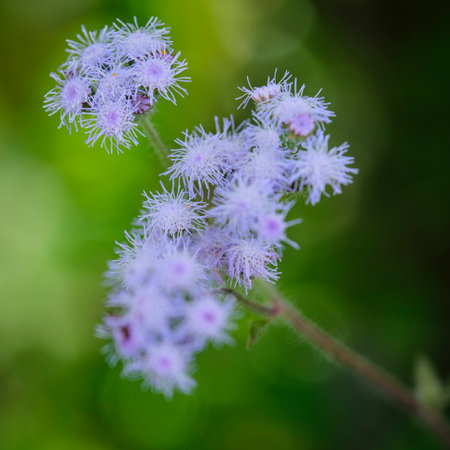 Close up of a meadow flower (Ageratum hortensis)