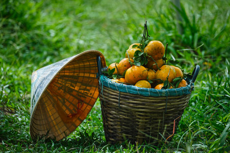 persimmon tangerine fruit in Sa Dec city, Vietnamの写真素材