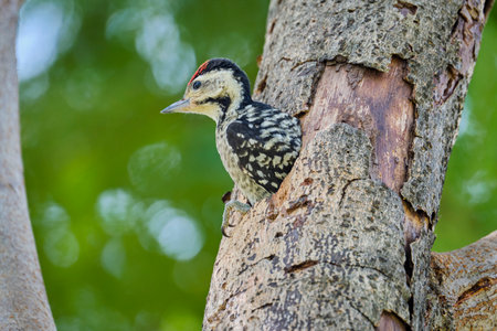 Small woodpeckers in a park in Ho Chi Minh City, Vietnam