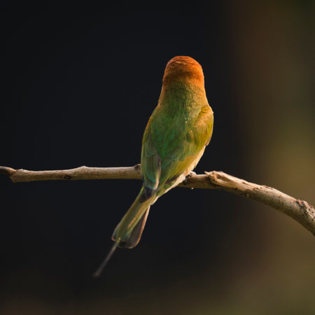Chestnut-headed Bee eater (Merops leschenaulti)