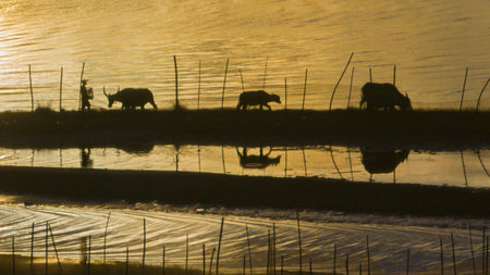 Scenery of Vietnamese countryside at dawnの写真素材