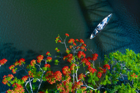 The phoenix tree blooms at the foot of Trang Tien bridge, Hue city, Vietnam