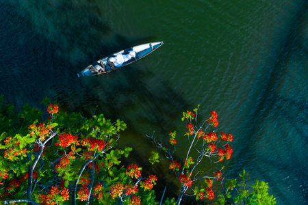 The phoenix tree blooms at the foot of Trang Tien bridge, Hue city, Vietnam