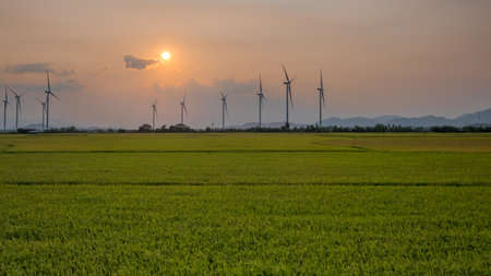 April 8, 2023: rice fields in Phan Rang city are in the harvest season next to wind power poles