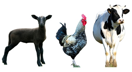 isolated farm animals.の写真素材