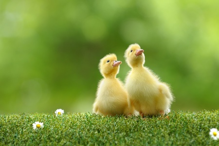 small duck who discovers lifeの写真素材