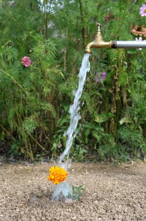 unusual watering of flowers outdoorsの写真素材