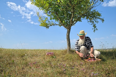 picking plums in the orchard, in the South of Franceの写真素材