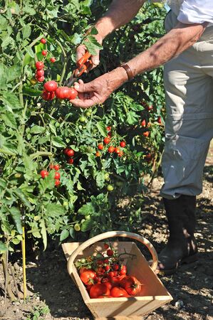 picking fresh tomatoes in the gardenの写真素材