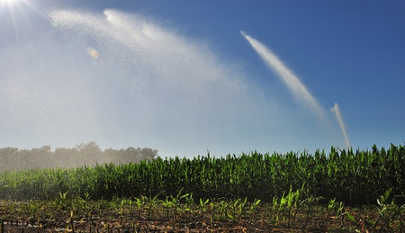 watering a cornfield in summer  の写真素材