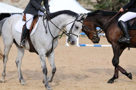 two racehorses in trainingの写真素材