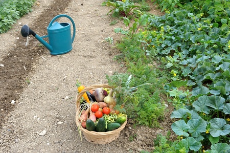 harvest of vegetables and fresh produce gardenの写真素材
