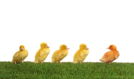 Walk five ducklings following their leaderの写真素材