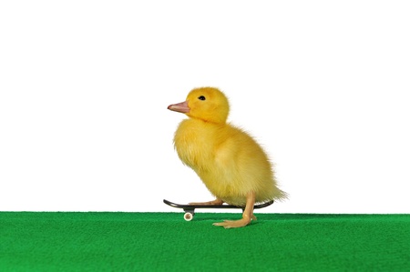 a duckling who exercised at skateboardding の写真素材