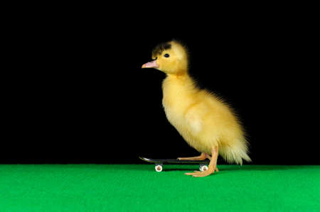 a duckling who exercised at skateboardding の写真素材