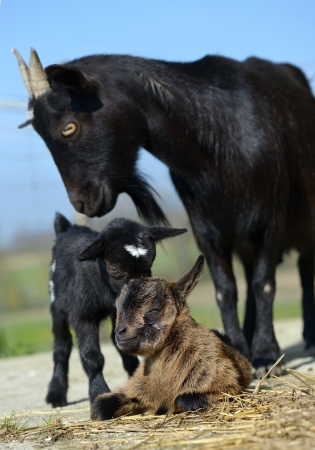 a mother with small goat kidの写真素材