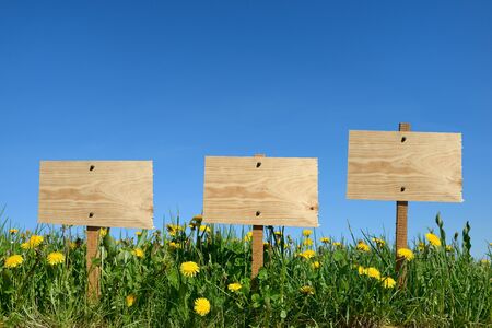 gardening in a field of dandelionsの写真素材