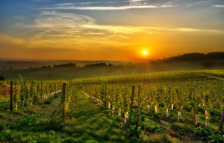 sunrise over a vineyard in the south west of France, Bergerac の写真素材