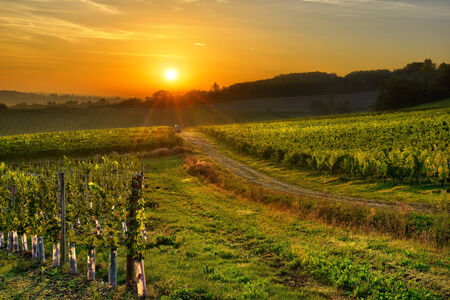 sunrise over a vineyard in the south west of France, Bergerac の写真素材