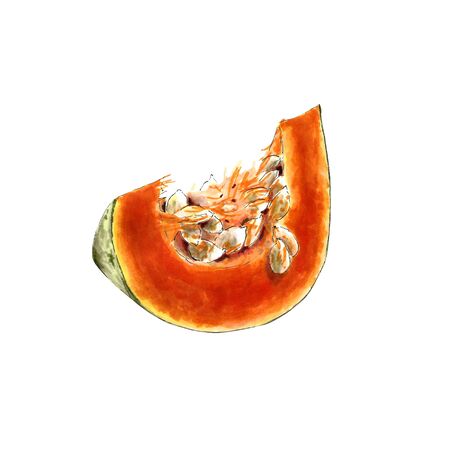 Pumpkin piece. Hand draw illustration on white background.の写真素材