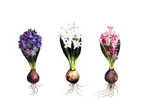 Set of hyacinths: white, pink, blue on a white background. Watercolor illustration