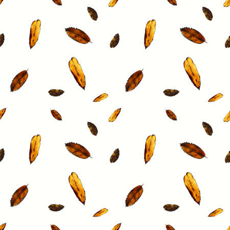 Seamless pattern with autumn leaves on white background. Hand draw illustration.の写真素材