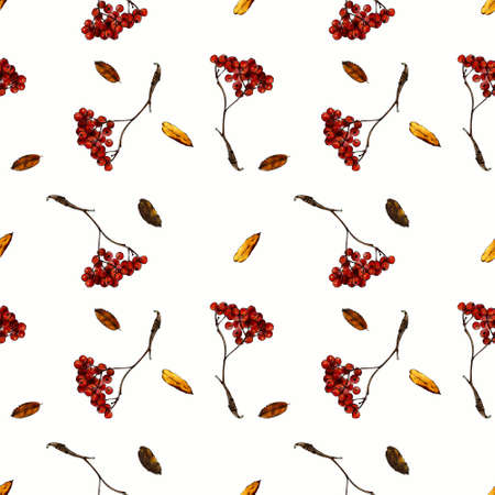 Seamless pattern with autumn leaves and berries on white background. Hand draw illustration.の写真素材