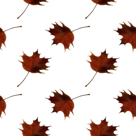 Seamless pattern with maple leaves on white background. Watercolor illustration.の写真素材