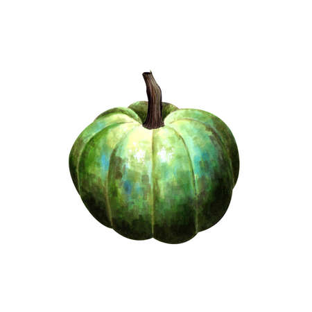 Green pumpkin on white background. Hand drawn illustrationの写真素材