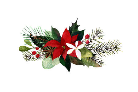 Watercolor christmas bouquet with poinsettia flowers, leaves, pine branches and berries on white background.の写真素材
