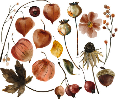 Autumn watercolor set of leaves, berries and flowers. Hand painted illustrationの写真素材