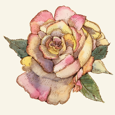 Rose. Drawing watercolor and ink.Vector illustration.のイラスト素材