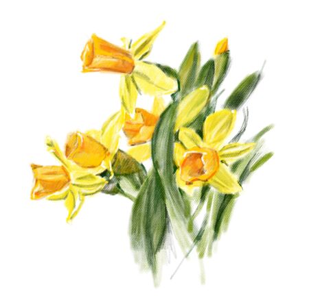 Yellow daffodils  isolated on a white background.  Hand-drawn illustration.  A sketch drawn with pastels.の写真素材