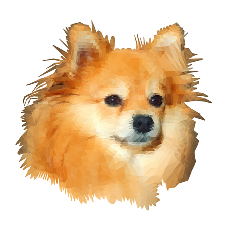 Low-poly modeling. The image of a spitz-dog  isolated on white background. Vector illustrationのイラスト素材
