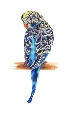 The blue wavy parrot.  Drawing with alcohol markers.