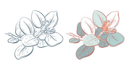 Eucalyptus branch. Monochrome and color version. Vector illustration.のイラスト素材