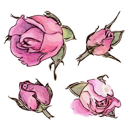 A set of pink roses isolated on a white background. Vector illustration.のイラスト素材