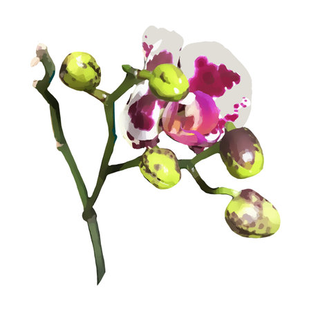 orchids. Photorealistic flowers isolated on a white background. vector illustrationのイラスト素材