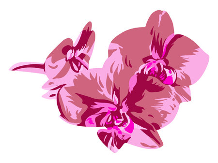 Phalaenopsis orchid isolated on a white background. hand-drawn illustration. vectorのイラスト素材