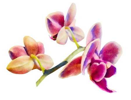 Phalaenopsis orchid isolated on a white background. Watercolor painting. Hand-drawn illustration.の写真素材