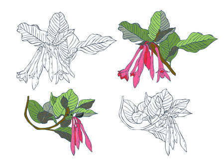 Photorealistic flowers isolated on a white background. Vector illustrationのイラスト素材