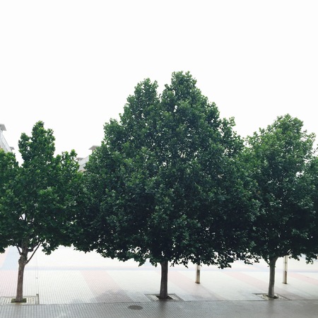 Trees in a streetの写真素材