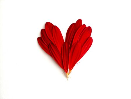 A heart made from red flower petals on a white background.の写真素材